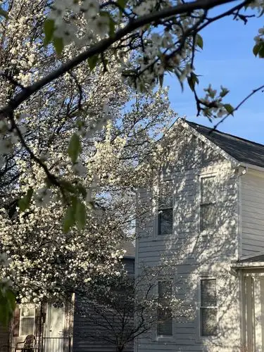 Spring's delicate bloom frames a sun-kissed home.